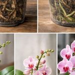 Prirodno oživljavanje slabih ORHIDEJA: Jednostavna metoda na bazi krompira za snažno korijenje i bujno cvjetanje Prirodno oživljavanje slabih ORHIDEJA: Jednostavna metoda na bazi krompira za snažno korijenje i bujno cvjetanje - featured image