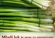 Mladi luk je spas za organizam: 10 razloga zašto ga morate jesti ovog proleća – smanjuje šećer, sprečava bolest da se razmaše Mladi luk je spas za organizam: 10 razloga zašto ga morate jesti ovog proleća – smanjuje šećer, sprečava bolest da se razmaše - featured image