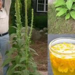 Naši preci su je obožavali, a danas je skoro zaboravljena! Naši preci su je obožavali, a danas je skoro zaboravljena! - featured image