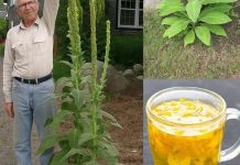 Naši preci su je obožavali, a danas je skoro zaboravljena! Naši preci su je obožavali, a danas je skoro zaboravljena! - featured image