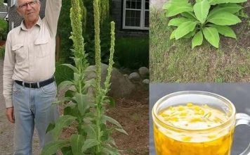 Naši preci su je obožavali, a danas je skoro zaboravljena! Naši preci su je obožavali, a danas je skoro zaboravljena! - featured image