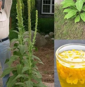 Naši preci su je obožavali, a danas je skoro zaboravljena! Naši preci su je obožavali, a danas je skoro zaboravljena! - featured image