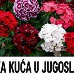 SVAKA KUĆA U JUGOSLAVIJI IMALA JE OVAJ CVIJET U BAŠTI: A onda smo svi zaboravili na njega – nema otpornije biljke od OVE SVAKA KUĆA U JUGOSLAVIJI IMALA JE OVAJ CVIJET U BAŠTI: A onda smo svi zaboravili na njega – nema otpornije biljke od OVE - featured image