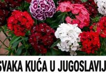 SVAKA KUĆA U JUGOSLAVIJI IMALA JE OVAJ CVIJET U BAŠTI: A onda smo svi zaboravili na njega – nema otpornije biljke od OVE SVAKA KUĆA U JUGOSLAVIJI IMALA JE OVAJ CVIJET U BAŠTI: A onda smo svi zaboravili na njega – nema otpornije biljke od OVE - featured image