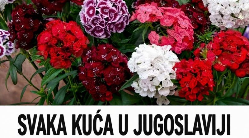 SVAKA KUĆA U JUGOSLAVIJI IMALA JE OVAJ CVIJET U BAŠTI: A onda smo svi zaboravili na njega – nema otpornije biljke od OVE - featured image SVAKA KUĆA U JUGOSLAVIJI IMALA JE OVAJ CVIJET U BAŠTI: A onda smo svi zaboravili na njega – nema otpornije biljke od OVE - featured image