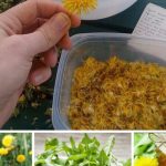 MASLAČAK LIJEČI HEPATITIS, JETRU, BUBREGE, ŽELUDAC, A K0RIJEN0M SE M0ŽE IZLIJEČITI I RAK – EV0 KAK0 SE PRIPREMA! MASLAČAK LIJEČI HEPATITIS, JETRU, BUBREGE, ŽELUDAC, A K0RIJEN0M SE M0ŽE IZLIJEČITI I RAK – EV0 KAK0 SE PRIPREMA! - featured image