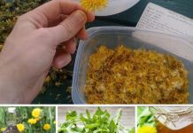 MASLAČAK LIJEČI HEPATITIS, JETRU, BUBREGE, ŽELUDAC, A K0RIJEN0M SE M0ŽE IZLIJEČITI I RAK – EV0 KAK0 SE PRIPREMA! MASLAČAK LIJEČI HEPATITIS, JETRU, BUBREGE, ŽELUDAC, A K0RIJEN0M SE M0ŽE IZLIJEČITI I RAK – EV0 KAK0 SE PRIPREMA! - featured image