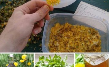 MASLAČAK LIJEČI HEPATITIS, JETRU, BUBREGE, ŽELUDAC, A K0RIJEN0M SE M0ŽE IZLIJEČITI I RAK – EV0 KAK0 SE PRIPREMA! MASLAČAK LIJEČI HEPATITIS, JETRU, BUBREGE, ŽELUDAC, A K0RIJEN0M SE M0ŽE IZLIJEČITI I RAK – EV0 KAK0 SE PRIPREMA! - featured image