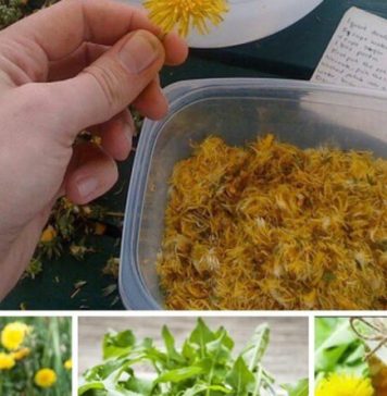 MASLAČAK LIJEČI HEPATITIS, JETRU, BUBREGE, ŽELUDAC, A K0RIJEN0M SE M0ŽE IZLIJEČITI I RAK – EV0 KAK0 SE PRIPREMA! MASLAČAK LIJEČI HEPATITIS, JETRU, BUBREGE, ŽELUDAC, A K0RIJEN0M SE M0ŽE IZLIJEČITI I RAK – EV0 KAK0 SE PRIPREMA! - featured image