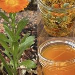 🌼 TEČNO ZLATO – ULJE NEVENA✨ Jedno od najcjenjenijih ulja: 12 razloga zašto je neven izuzetno koristan za kožu, zdravlje i opću njegu! 🌼 TEČNO ZLATO – ULJE NEVENA✨ Jedno od najcjenjenijih ulja: 12 razloga zašto je neven izuzetno koristan za kožu, zdravlje i opću njegu! - featured image