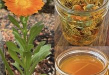 🌼 TEČNO ZLATO – ULJE NEVENA✨ Jedno od najcjenjenijih ulja: 12 razloga zašto je neven izuzetno koristan za kožu, zdravlje i opću njegu! 🌼 TEČNO ZLATO – ULJE NEVENA✨ Jedno od najcjenjenijih ulja: 12 razloga zašto je neven izuzetno koristan za kožu, zdravlje i opću njegu! - featured image