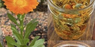 🌼 TEČNO ZLATO – ULJE NEVENA✨ Jedno od najcjenjenijih ulja: 12 razloga zašto je neven izuzetno koristan za kožu, zdravlje i opću njegu! 🌼 TEČNO ZLATO – ULJE NEVENA✨ Jedno od najcjenjenijih ulja: 12 razloga zašto je neven izuzetno koristan za kožu, zdravlje i opću njegu! - featured image