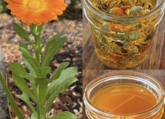 🌼 TEČNO ZLATO – ULJE NEVENA✨ Jedno od najcjenjenijih ulja: 12 razloga zašto je neven izuzetno koristan za kožu, zdravlje i opću njegu! 🌼 TEČNO ZLATO – ULJE NEVENA✨ Jedno od najcjenjenijih ulja: 12 razloga zašto je neven izuzetno koristan za kožu, zdravlje i opću njegu! - featured image