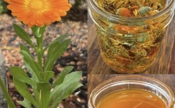 🌼 TEČNO ZLATO – ULJE NEVENA✨ Jedno od najcjenjenijih ulja: 12 razloga zašto je neven izuzetno koristan za kožu, zdravlje i opću njegu! 🌼 TEČNO ZLATO – ULJE NEVENA✨ Jedno od najcjenjenijih ulja: 12 razloga zašto je neven izuzetno koristan za kožu, zdravlje i opću njegu! - featured image