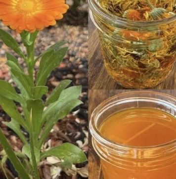 🌼 TEČNO ZLATO – ULJE NEVENA✨ Jedno od najcjenjenijih ulja: 12 razloga zašto je neven izuzetno koristan za kožu, zdravlje i opću njegu! 🌼 TEČNO ZLATO – ULJE NEVENA✨ Jedno od najcjenjenijih ulja: 12 razloga zašto je neven izuzetno koristan za kožu, zdravlje i opću njegu! - featured image