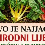 OVO JE NAJJACI PRIRODNI LIJEK ZA BEŠIKU I BUBREGE: Jedite samo 200 grama ove biljke dnevno, bolja je od bilo kojeg antibiotika PROVJERENO! OVO JE NAJJACI PRIRODNI LIJEK ZA BEŠIKU I BUBREGE: Jedite samo 200 grama ove biljke dnevno, bolja je od bilo kojeg antibiotika PROVJERENO! - featured image