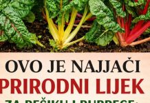 OVO JE NAJJACI PRIRODNI LIJEK ZA BEŠIKU I BUBREGE: Jedite samo 200 grama ove biljke dnevno, bolja je od bilo kojeg antibiotika PROVJERENO! OVO JE NAJJACI PRIRODNI LIJEK ZA BEŠIKU I BUBREGE: Jedite samo 200 grama ove biljke dnevno, bolja je od bilo kojeg antibiotika PROVJERENO! - featured image