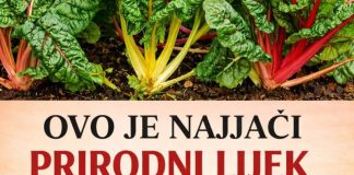 OVO JE NAJJACI PRIRODNI LIJEK ZA BEŠIKU I BUBREGE: Jedite samo 200 grama ove biljke dnevno, bolja je od bilo kojeg antibiotika PROVJERENO! OVO JE NAJJACI PRIRODNI LIJEK ZA BEŠIKU I BUBREGE: Jedite samo 200 grama ove biljke dnevno, bolja je od bilo kojeg antibiotika PROVJERENO! - featured image