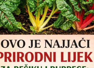 OVO JE NAJJACI PRIRODNI LIJEK ZA BEŠIKU I BUBREGE: Jedite samo 200 grama ove biljke dnevno, bolja je od bilo kojeg antibiotika PROVJERENO! OVO JE NAJJACI PRIRODNI LIJEK ZA BEŠIKU I BUBREGE: Jedite samo 200 grama ove biljke dnevno, bolja je od bilo kojeg antibiotika PROVJERENO! - featured image