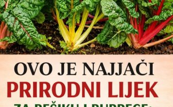 OVO JE NAJJACI PRIRODNI LIJEK ZA BEŠIKU I BUBREGE: Jedite samo 200 grama ove biljke dnevno, bolja je od bilo kojeg antibiotika PROVJERENO! OVO JE NAJJACI PRIRODNI LIJEK ZA BEŠIKU I BUBREGE: Jedite samo 200 grama ove biljke dnevno, bolja je od bilo kojeg antibiotika PROVJERENO! - featured image