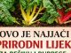 OVO JE NAJJACI PRIRODNI LIJEK ZA BEŠIKU I BUBREGE: Jedite samo 200 grama ove biljke dnevno, bolja je od bilo kojeg antibiotika PROVJERENO! OVO JE NAJJACI PRIRODNI LIJEK ZA BEŠIKU I BUBREGE: Jedite samo 200 grama ove biljke dnevno, bolja je od bilo kojeg antibiotika PROVJERENO! - featured image