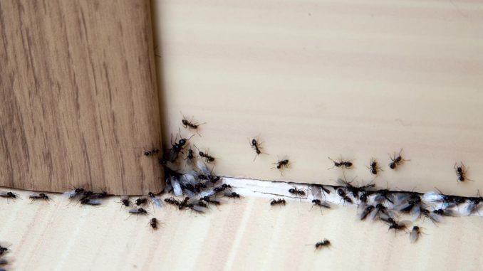 Hvala komšiji na ovom GENIJALNOM triku! Mravi nestaju iz kuće za tren – evo kako 🐜🚫 - featured image Hvala komšiji na ovom GENIJALNOM triku! Mravi nestaju iz kuće za tren – evo kako 🐜🚫 - featured image