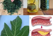 Lišće smokve – vaše skriveno blago za koje malo ljudi zna,a vaš imunitet i zdravlje će dignuti u nebsa! Lišće smokve – vaše skriveno blago za koje malo ljudi zna,a vaš imunitet i zdravlje će dignuti u nebsa! - featured image