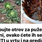 Ne kupujte otrov za puževe u trgovini, ovako ćete ih se RIJEŠITI u vrtu i na gredicama: Imam čisto cijelo dvorište i nema KEMIKALIJA! Ne kupujte otrov za puževe u trgovini, ovako ćete ih se RIJEŠITI u vrtu i na gredicama: Imam čisto cijelo dvorište i nema KEMIKALIJA! - featured image