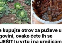 Ne kupujte otrov za puževe u trgovini, ovako ćete ih se RIJEŠITI u vrtu i na gredicama: Imam čisto cijelo dvorište i nema KEMIKALIJA! Ne kupujte otrov za puževe u trgovini, ovako ćete ih se RIJEŠITI u vrtu i na gredicama: Imam čisto cijelo dvorište i nema KEMIKALIJA! - featured image