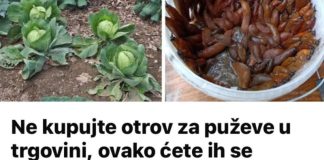 Ne kupujte otrov za puževe u trgovini, ovako ćete ih se RIJEŠITI u vrtu i na gredicama: Imam čisto cijelo dvorište i nema KEMIKALIJA! Ne kupujte otrov za puževe u trgovini, ovako ćete ih se RIJEŠITI u vrtu i na gredicama: Imam čisto cijelo dvorište i nema KEMIKALIJA! - featured image
