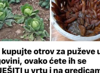 Ne kupujte otrov za puževe u trgovini, ovako ćete ih se RIJEŠITI u vrtu i na gredicama: Imam čisto cijelo dvorište i nema KEMIKALIJA! Ne kupujte otrov za puževe u trgovini, ovako ćete ih se RIJEŠITI u vrtu i na gredicama: Imam čisto cijelo dvorište i nema KEMIKALIJA! - featured image