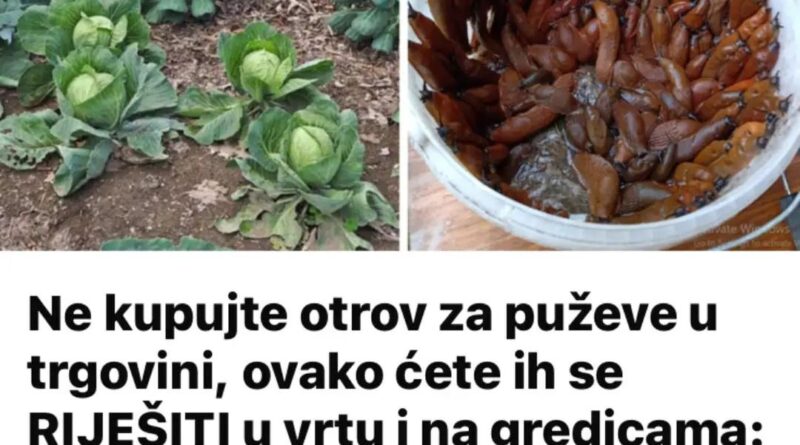 Ne kupujte otrov za puževe u trgovini, ovako ćete ih se RIJEŠITI u vrtu i na gredicama: Imam čisto cijelo dvorište i nema KEMIKALIJA! - featured image Ne kupujte otrov za puževe u trgovini, ovako ćete ih se RIJEŠITI u vrtu i na gredicama: Imam čisto cijelo dvorište i nema KEMIKALIJA! - featured image