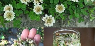 🌿 Biljka koju svi ignorišu jer je “obična” – a moćnija je nego što mislite! 🌿 Biljka koju svi ignorišu jer je “obična” – a moćnija je nego što mislite! - featured image