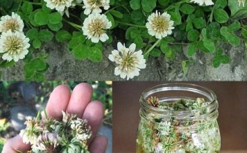 🌿 Biljka koju svi ignorišu jer je “obična” – a moćnija je nego što mislite! 🌿 Biljka koju svi ignorišu jer je “obična” – a moćnija je nego što mislite! - featured image