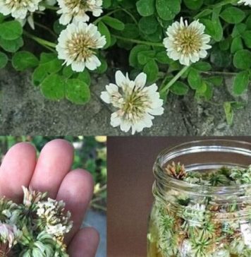🌿 Biljka koju svi ignorišu jer je “obična” – a moćnija je nego što mislite! 🌿 Biljka koju svi ignorišu jer je “obična” – a moćnija je nego što mislite! - featured image