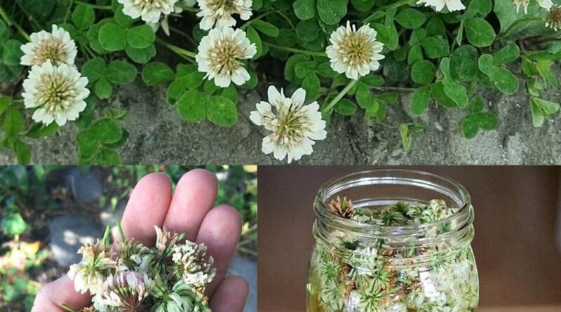 🌿 Biljka koju svi ignorišu jer je “obična” – a moćnija je nego što mislite! - featured image 🌿 Biljka koju svi ignorišu jer je “obična” – a moćnija je nego što mislite! - featured image