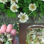 🌿 Biljka koju svi ignorišu jer je “obična” – a moćnija je nego što mislite! 🌿 Biljka koju svi ignorišu jer je “obična” – a moćnija je nego što mislite! - featured image