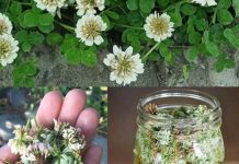 🌿 Biljka koju svi ignorišu jer je “obična” – a moćnija je nego što mislite! 🌿 Biljka koju svi ignorišu jer je “obična” – a moćnija je nego što mislite! - featured image