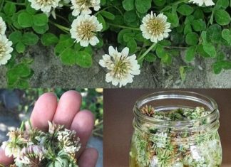 🌿 Biljka koju svi ignorišu jer je “obična” – a moćnija je nego što mislite! 🌿 Biljka koju svi ignorišu jer je “obična” – a moćnija je nego što mislite! - featured image