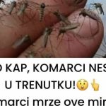 SAMO KAP, KOMARCI NESTAJU U TRENUTKU Komarci mrze ove mirise. Djeluju i u zatvorenom i na otvorenom! SAMO KAP, KOMARCI NESTAJU U TRENUTKU Komarci mrze ove mirise. Djeluju i u zatvorenom i na otvorenom! - featured image
