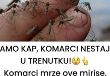 SAMO KAP, KOMARCI NESTAJU U TRENUTKU Komarci mrze ove mirise. Djeluju i u zatvorenom i na otvorenom! SAMO KAP, KOMARCI NESTAJU U TRENUTKU Komarci mrze ove mirise. Djeluju i u zatvorenom i na otvorenom! - featured image
