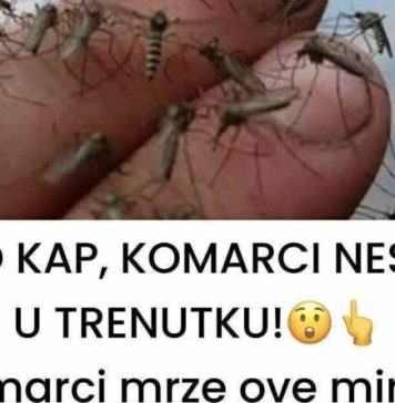 SAMO KAP, KOMARCI NESTAJU U TRENUTKU Komarci mrze ove mirise. Djeluju i u zatvorenom i na otvorenom! SAMO KAP, KOMARCI NESTAJU U TRENUTKU Komarci mrze ove mirise. Djeluju i u zatvorenom i na otvorenom! - featured image