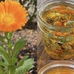 🌼 TEČNO ZLATO – ULJE NEVENA✨ Jedno od najcjenjenijih ulja: 12 razloga zašto je neven izuzetno koristan za kožu, zdravlje i opću njegu! 🌼 TEČNO ZLATO – ULJE NEVENA✨ Jedno od najcjenjenijih ulja: 12 razloga zašto je neven izuzetno koristan za kožu, zdravlje i opću njegu! - featured image