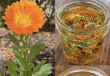 🌼 TEČNO ZLATO – ULJE NEVENA✨ Jedno od najcjenjenijih ulja: 12 razloga zašto je neven izuzetno koristan za kožu, zdravlje i opću njegu! 🌼 TEČNO ZLATO – ULJE NEVENA✨ Jedno od najcjenjenijih ulja: 12 razloga zašto je neven izuzetno koristan za kožu, zdravlje i opću njegu! - featured image