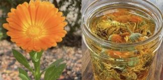 🌼 TEČNO ZLATO – ULJE NEVENA✨ Jedno od najcjenjenijih ulja: 12 razloga zašto je neven izuzetno koristan za kožu, zdravlje i opću njegu! 🌼 TEČNO ZLATO – ULJE NEVENA✨ Jedno od najcjenjenijih ulja: 12 razloga zašto je neven izuzetno koristan za kožu, zdravlje i opću njegu! - featured image