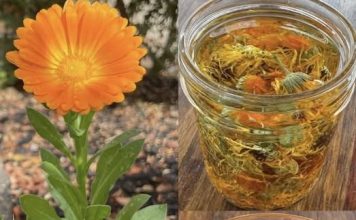 🌼 TEČNO ZLATO – ULJE NEVENA✨ Jedno od najcjenjenijih ulja: 12 razloga zašto je neven izuzetno koristan za kožu, zdravlje i opću njegu! 🌼 TEČNO ZLATO – ULJE NEVENA✨ Jedno od najcjenjenijih ulja: 12 razloga zašto je neven izuzetno koristan za kožu, zdravlje i opću njegu! - featured image