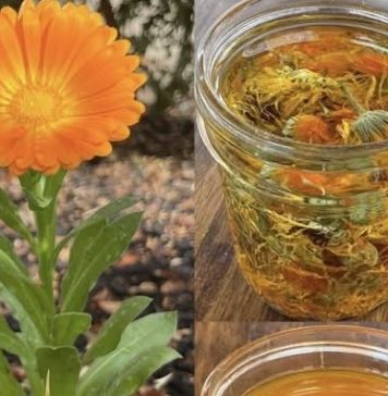 🌼 TEČNO ZLATO – ULJE NEVENA✨ Jedno od najcjenjenijih ulja: 12 razloga zašto je neven izuzetno koristan za kožu, zdravlje i opću njegu! 🌼 TEČNO ZLATO – ULJE NEVENA✨ Jedno od najcjenjenijih ulja: 12 razloga zašto je neven izuzetno koristan za kožu, zdravlje i opću njegu! - featured image