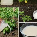 Imaćete mnogo bolji urod – napravite ovo čudo od kvasca i zalivajte paradajz i krastavce Imaćete mnogo bolji urod – napravite ovo čudo od kvasca i zalivajte paradajz i krastavce - featured image
