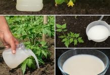 Imaćete mnogo bolji urod – napravite ovo čudo od kvasca i zalivajte paradajz i krastavce Imaćete mnogo bolji urod – napravite ovo čudo od kvasca i zalivajte paradajz i krastavce - featured image