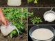 Imaćete mnogo bolji urod – napravite ovo čudo od kvasca i zalivajte paradajz i krastavce Imaćete mnogo bolji urod – napravite ovo čudo od kvasca i zalivajte paradajz i krastavce - featured image
